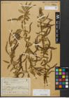 Foto von Salix alba L. x Salix fragilis L.